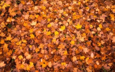 How Fall Leaves Affect Your Water Quality