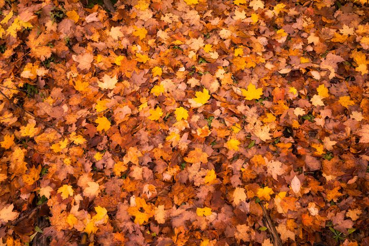 How Fall Leaves Affect Your Water Quality